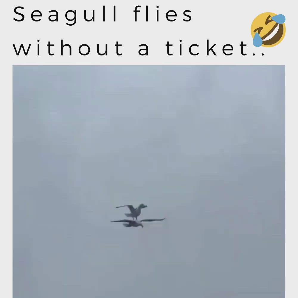 This may contain: a seagull flies through the sky above a building with a ticket on it