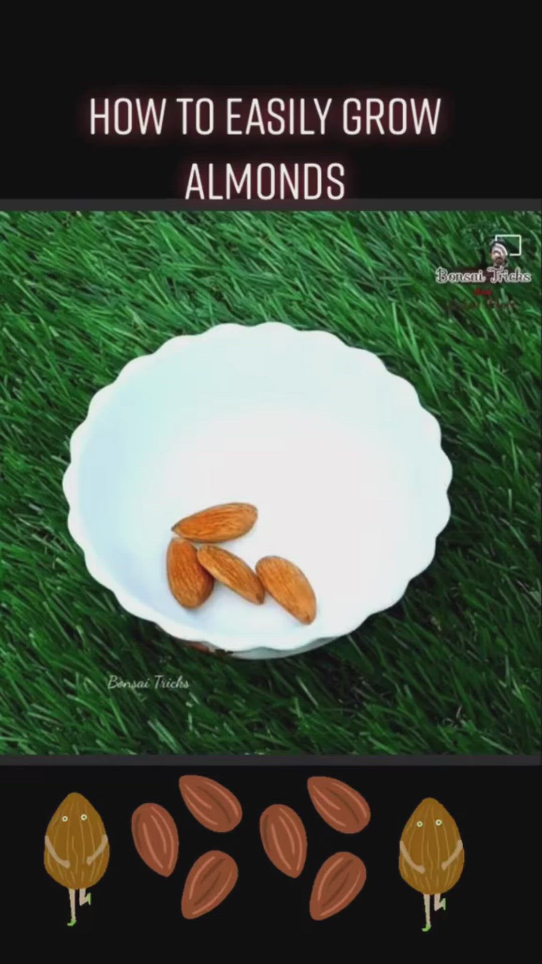 This may contain: almonds in a white bowl on green grass with text overlay reading how to easily grow almonds