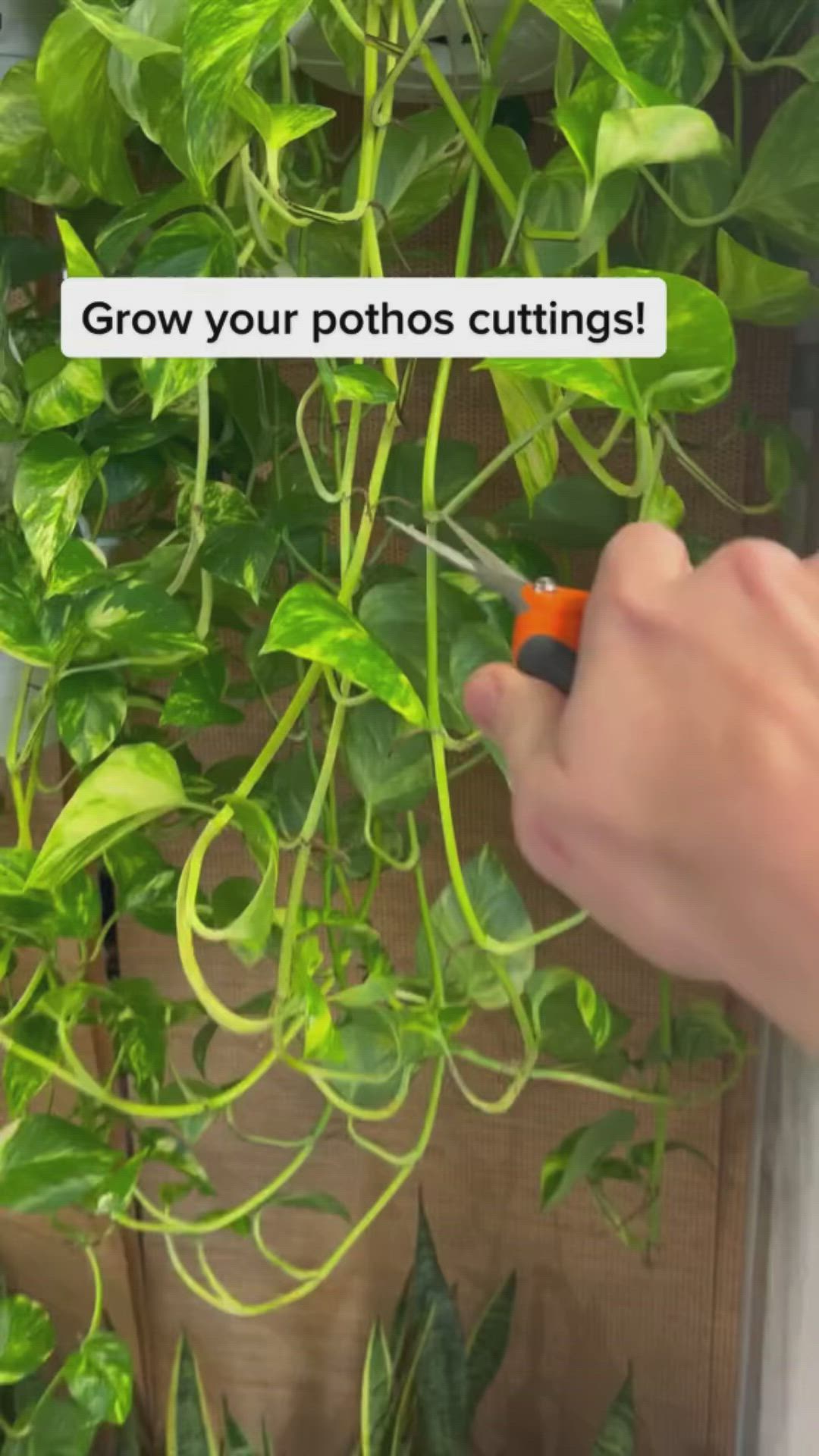 This may contain: someone is cutting down the stems of a plant that has green leaves on it, and there is a sticker reading grow your photos cuttings