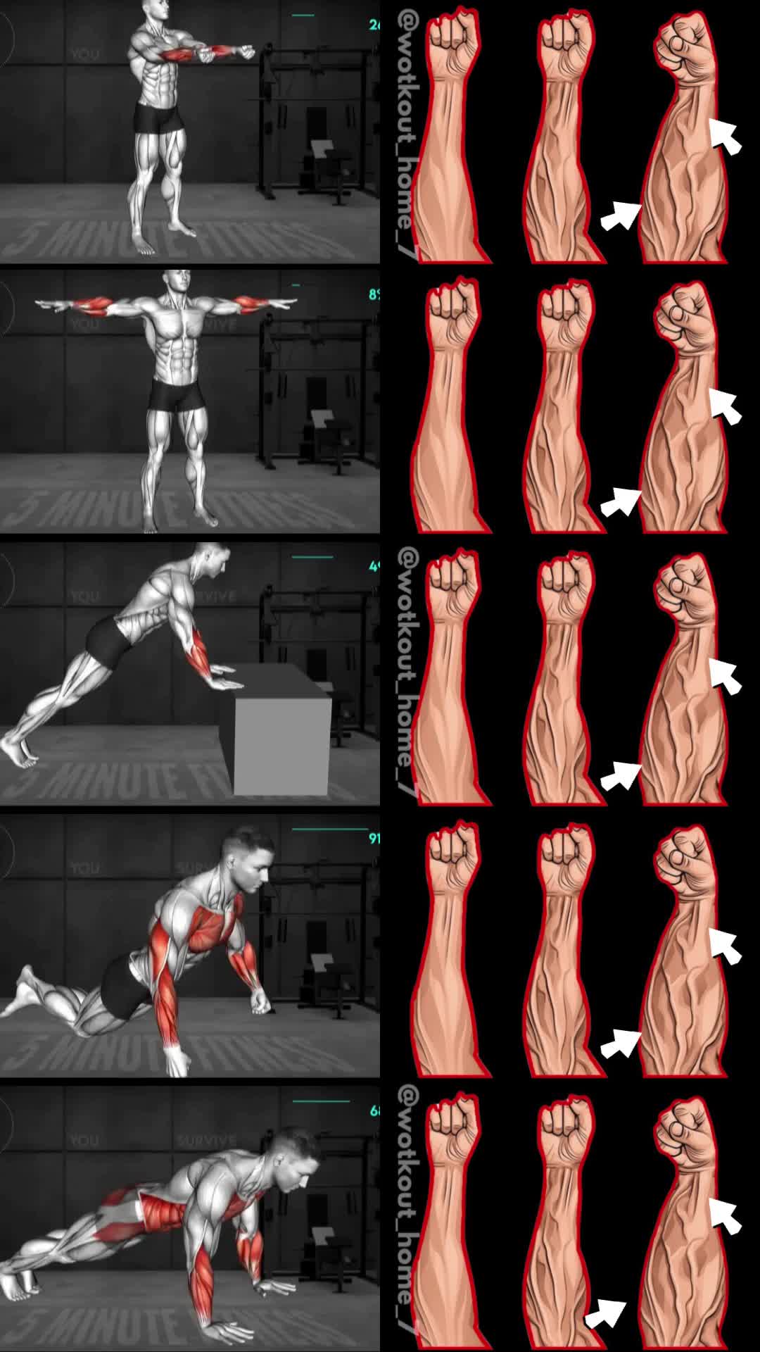 This may contain: the muscles are shown in different positions, and each has their own arm muscles highlighted