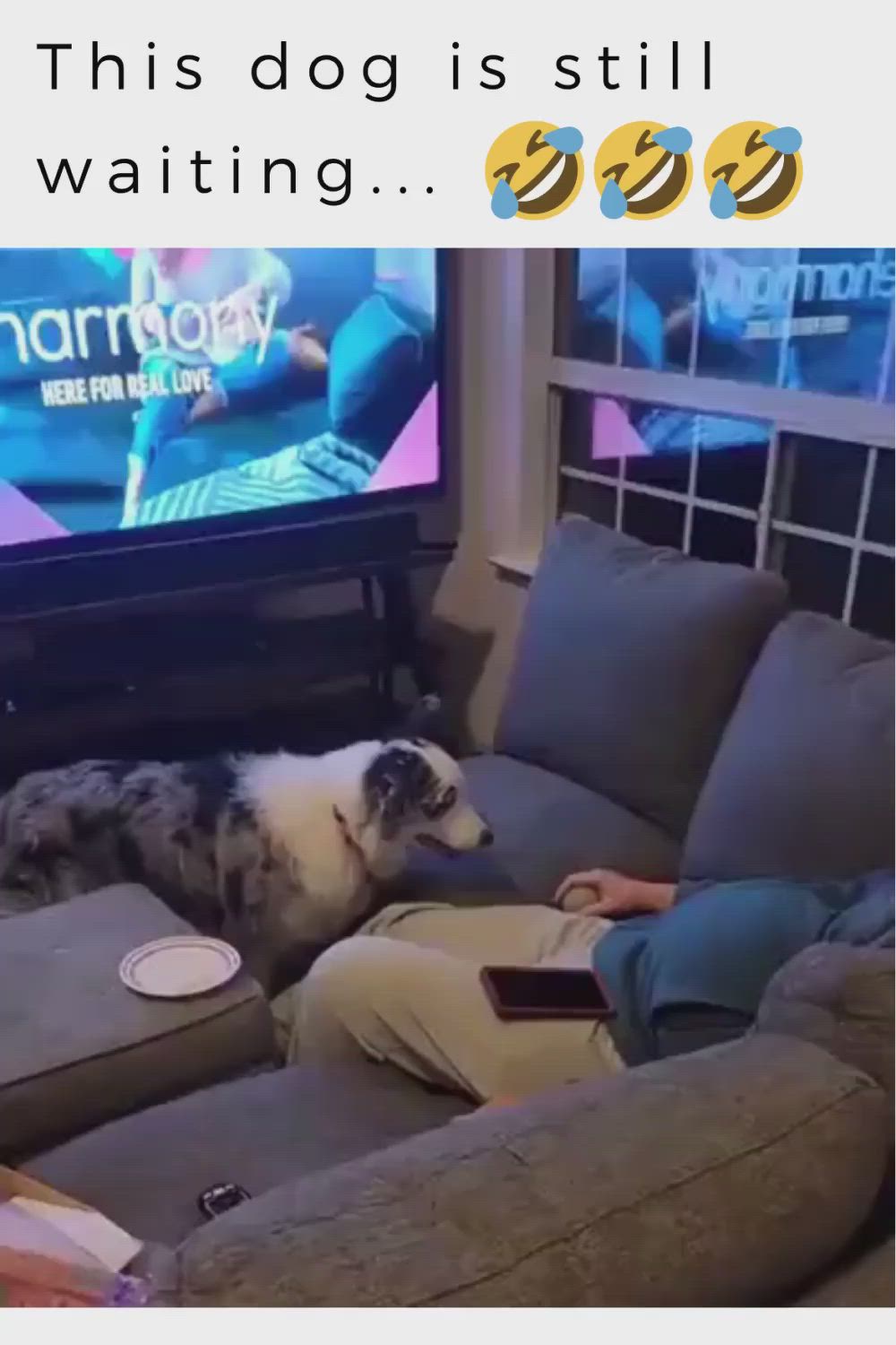 This may contain: a dog is sitting on the couch with his owner