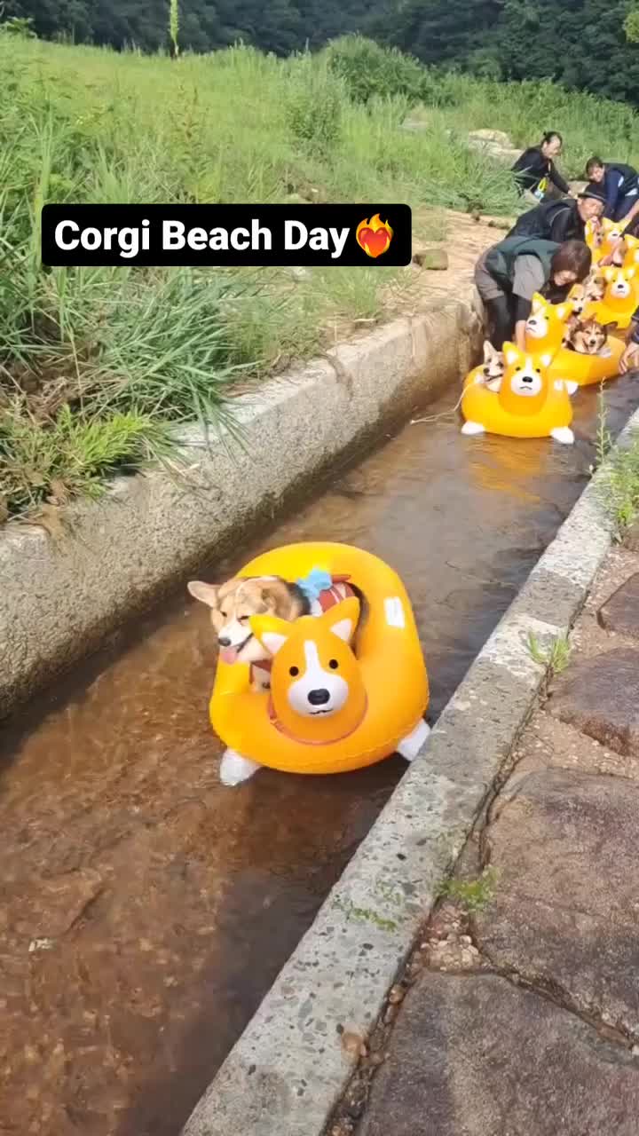 This may contain: people riding in bumper boats with corgi on them