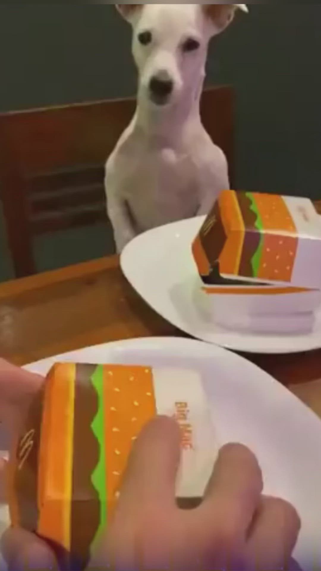 This may contain: a white dog sitting on top of a wooden table next to a plate with a piece of cake