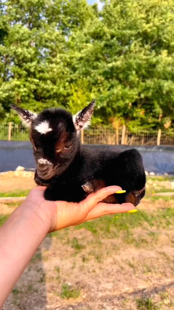 This may contain: a person holding a small black animal in their hand