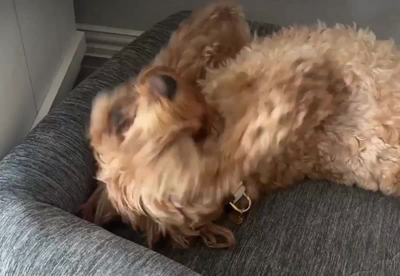 This may contain: a small dog laying on top of a couch