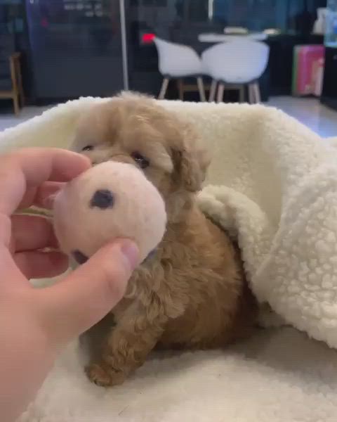 This may contain: a small brown puppy sitting on top of a white blanket next to a stuffed animal