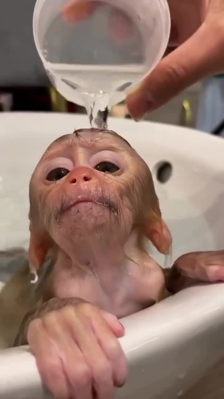 This may contain: a monkey in a bathtub being washed by someone's hand with soap on it