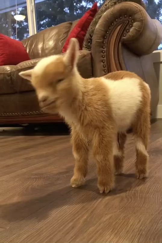 This may contain: a small baby goat standing on top of a wooden floor next to a brown couch