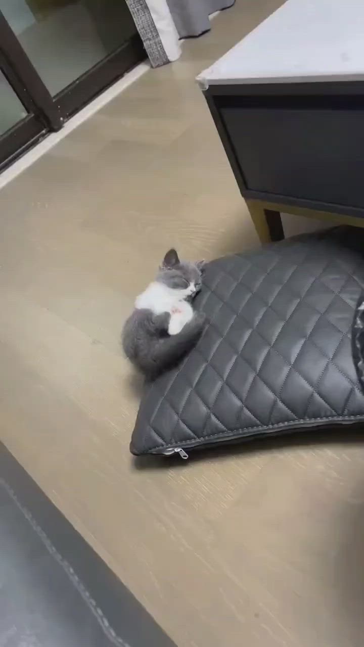 This may contain: a grey and white cat laying on top of a black leather bag next to a dresser