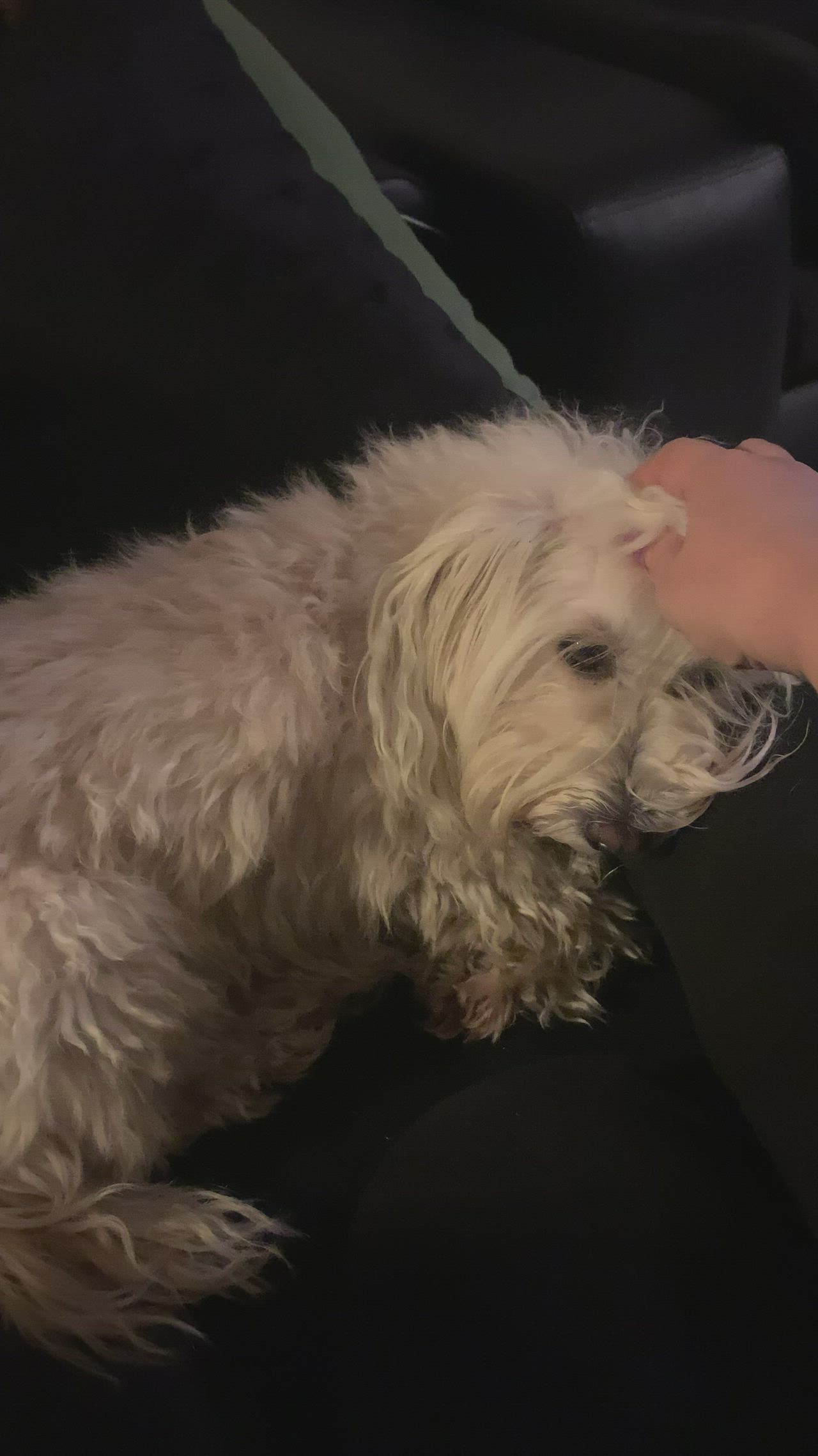 This may contain: a small white dog sitting on top of a person's lap