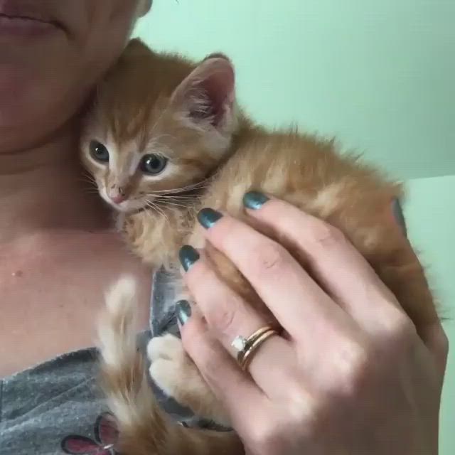 This may contain: a woman holding an orange kitten in her arms