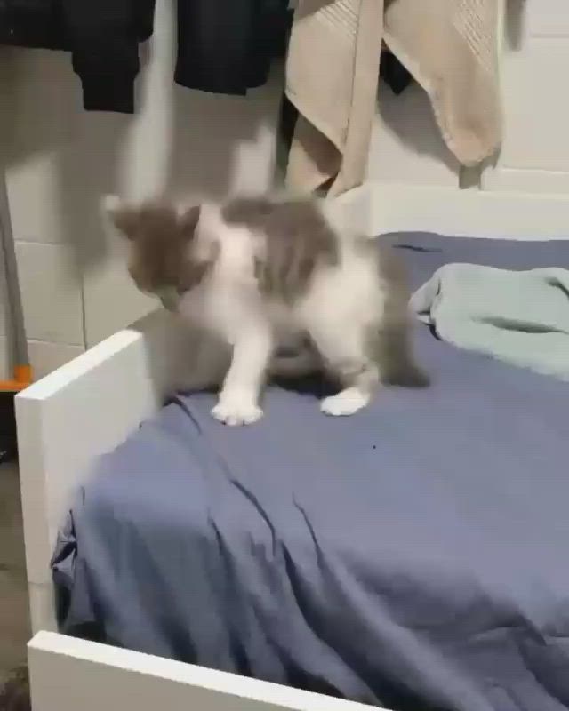 This may contain: a small kitten standing on top of a bed next to a closet filled with clothes