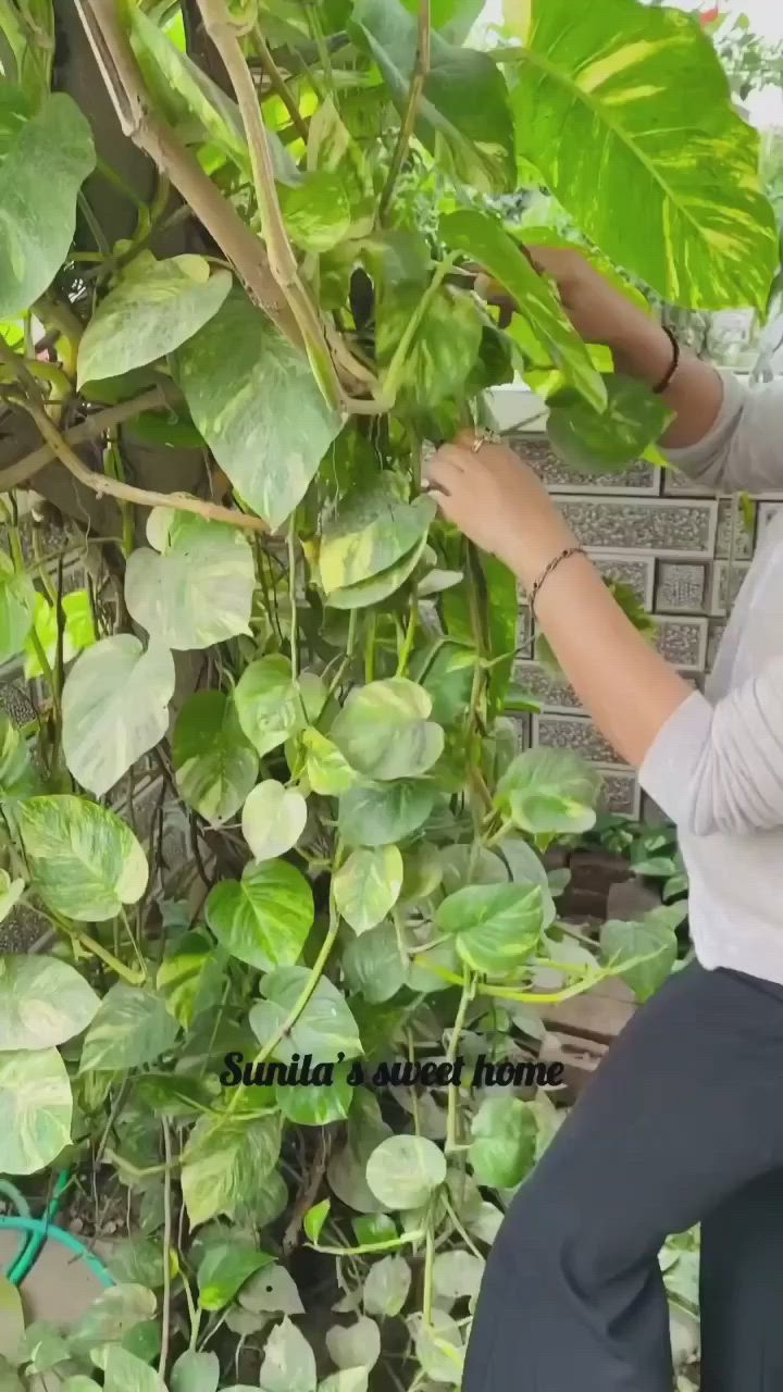 This may contain: a woman standing next to a tree with lots of green leaves on it's branches