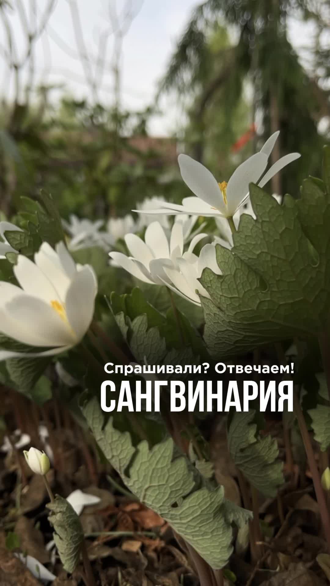 This may contain: white flowers with green leaves in the foreground and an inscription that reads, russian