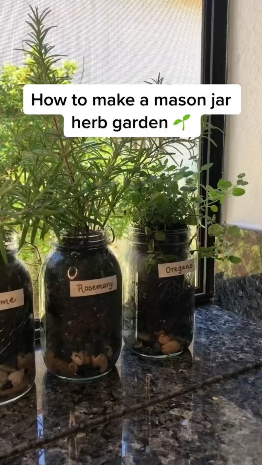 This may contain: three jars filled with plants sitting on top of a counter