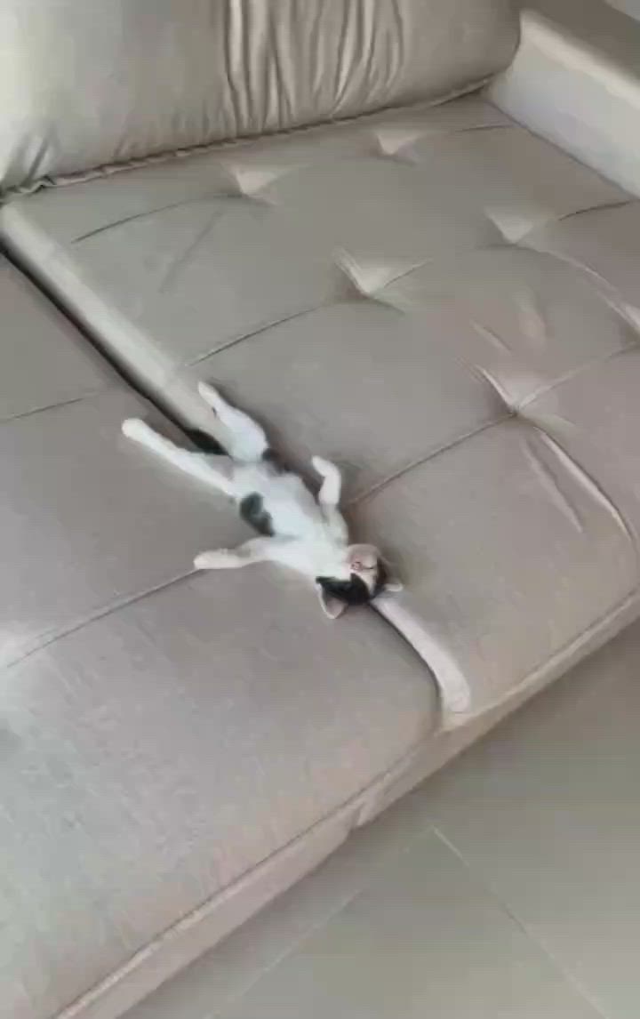 This may contain: a cat laying on the back of a couch