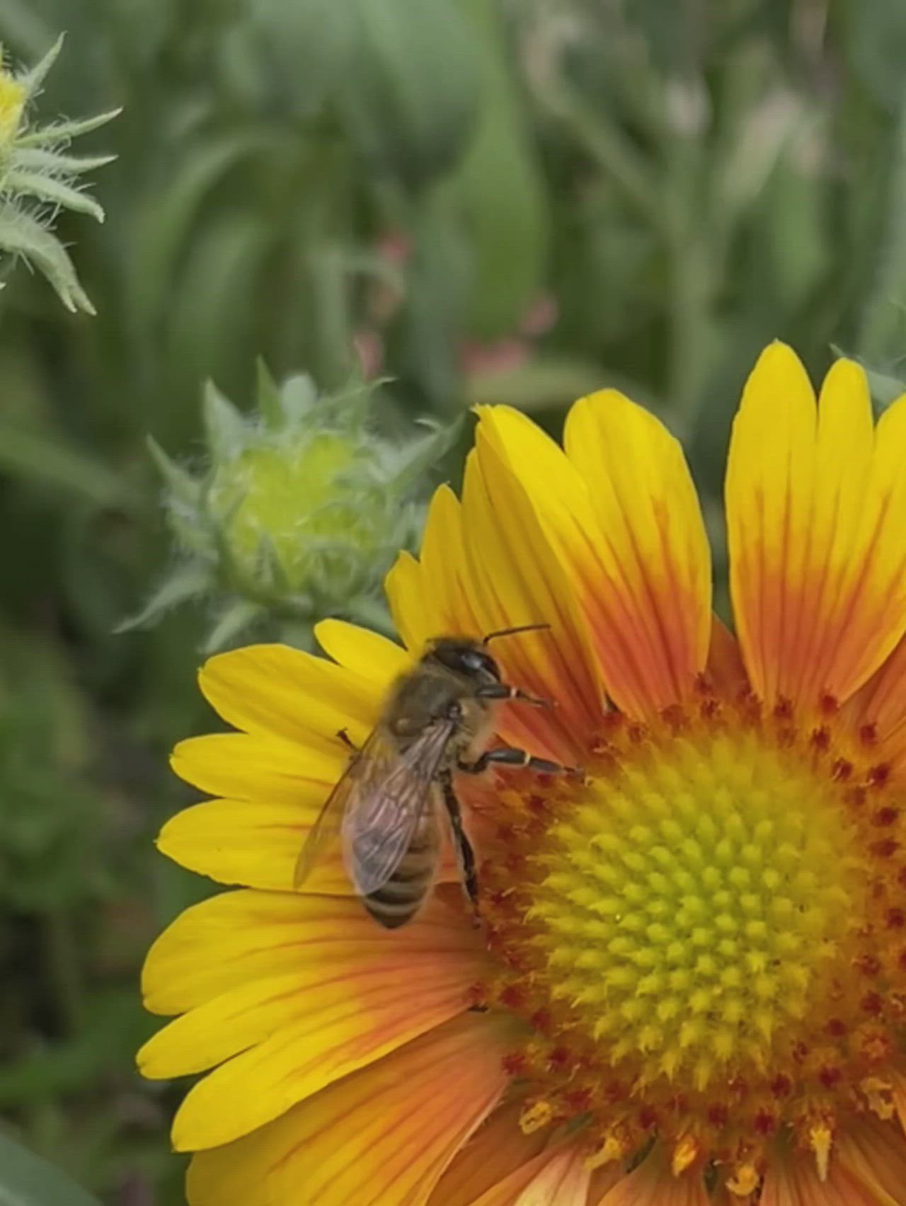 This may contain: a yellow flower with two bees on it and the words pollillator haven in white