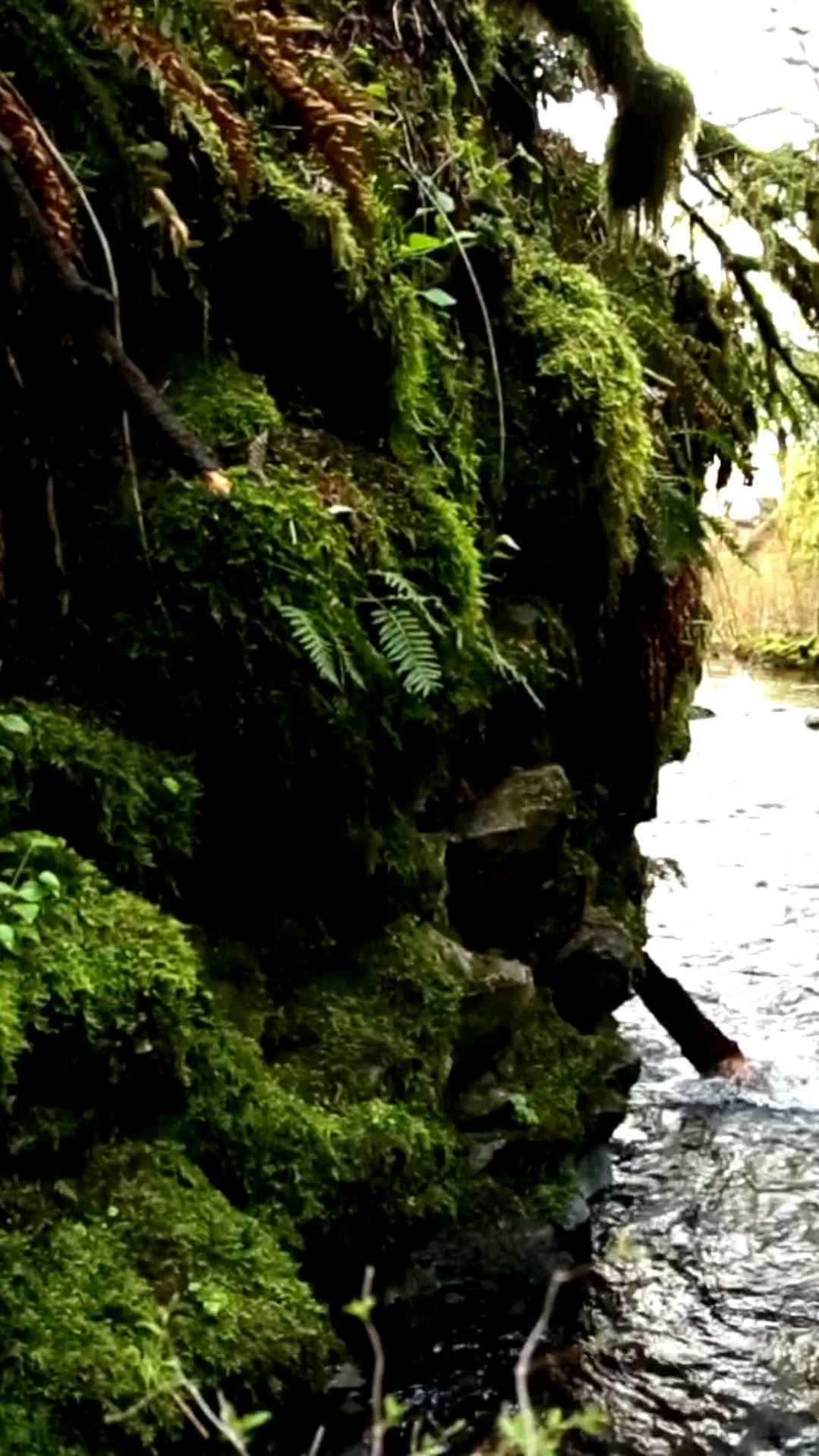 This may contain: an image of a river with trees and plants in the background that is cut out