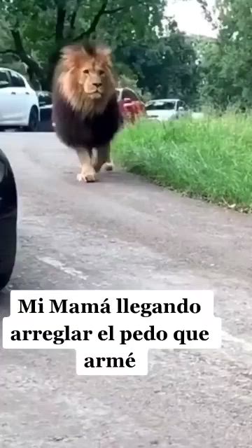 This may contain: a lion is walking down the street in front of a car