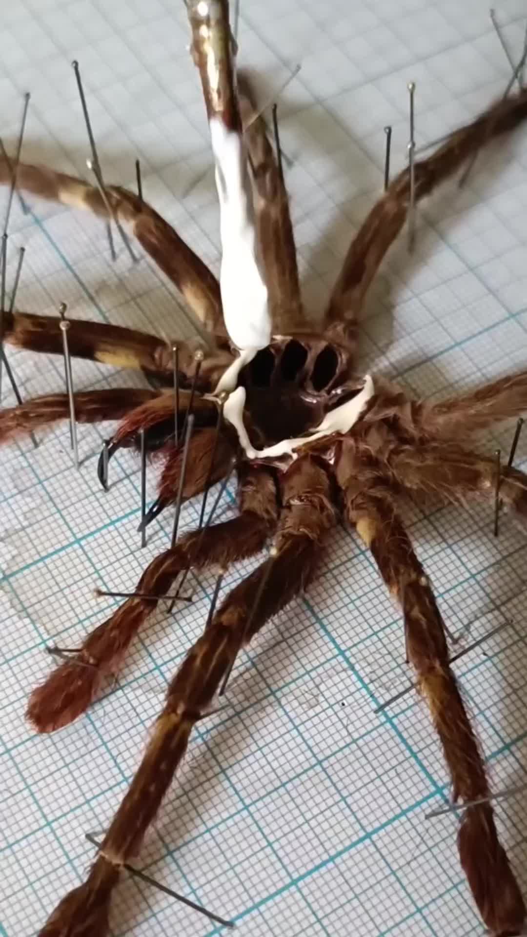 This may contain: a large spider sitting on top of a piece of paper with needles in it's abdomen