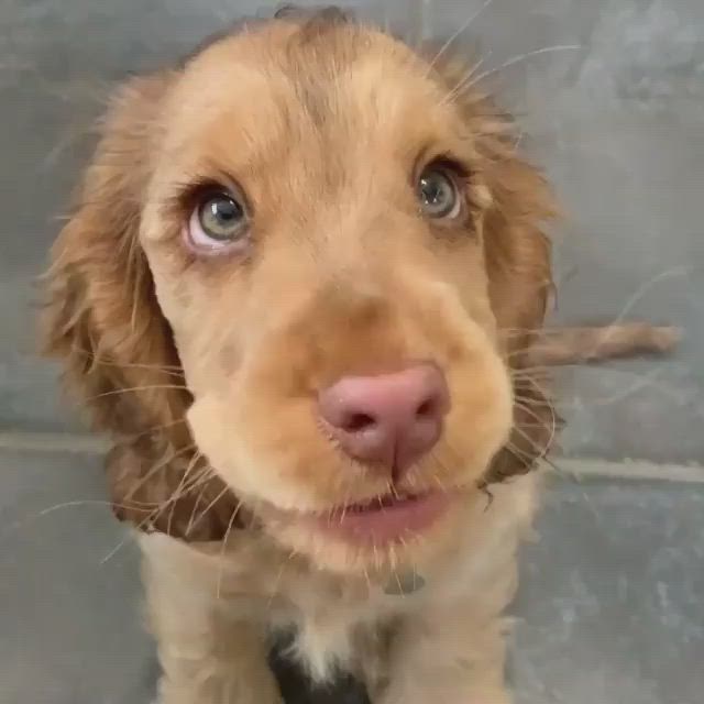 This may contain: a brown puppy is looking up at the camera