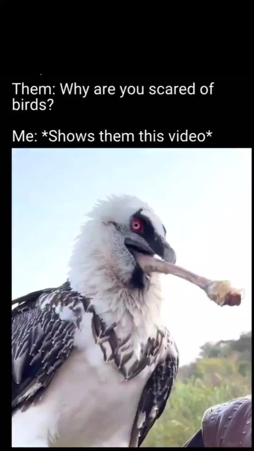 This may contain: a bird with red eyes is holding a stick in it's mouth and the caption reads, them why are you scared of birds? me shows then this video