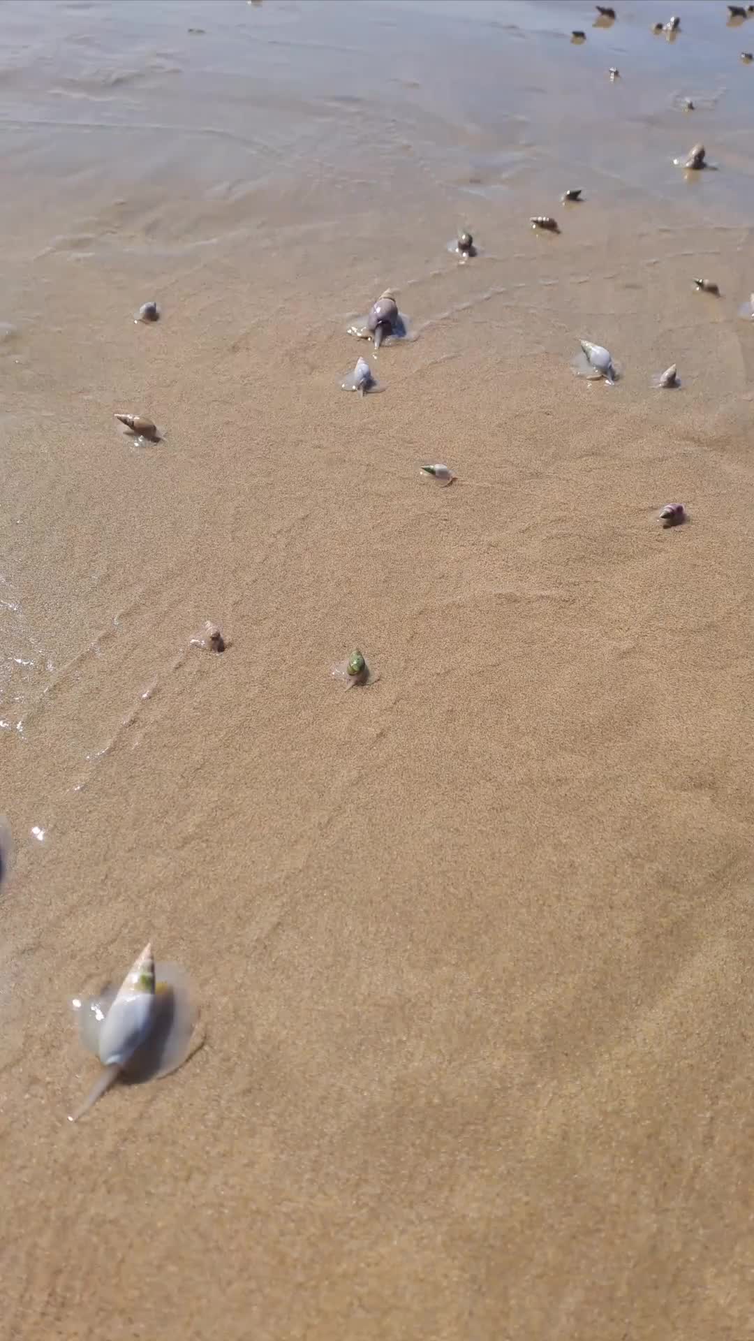 This may contain: a group of sea shells sitting on top of a sandy beach