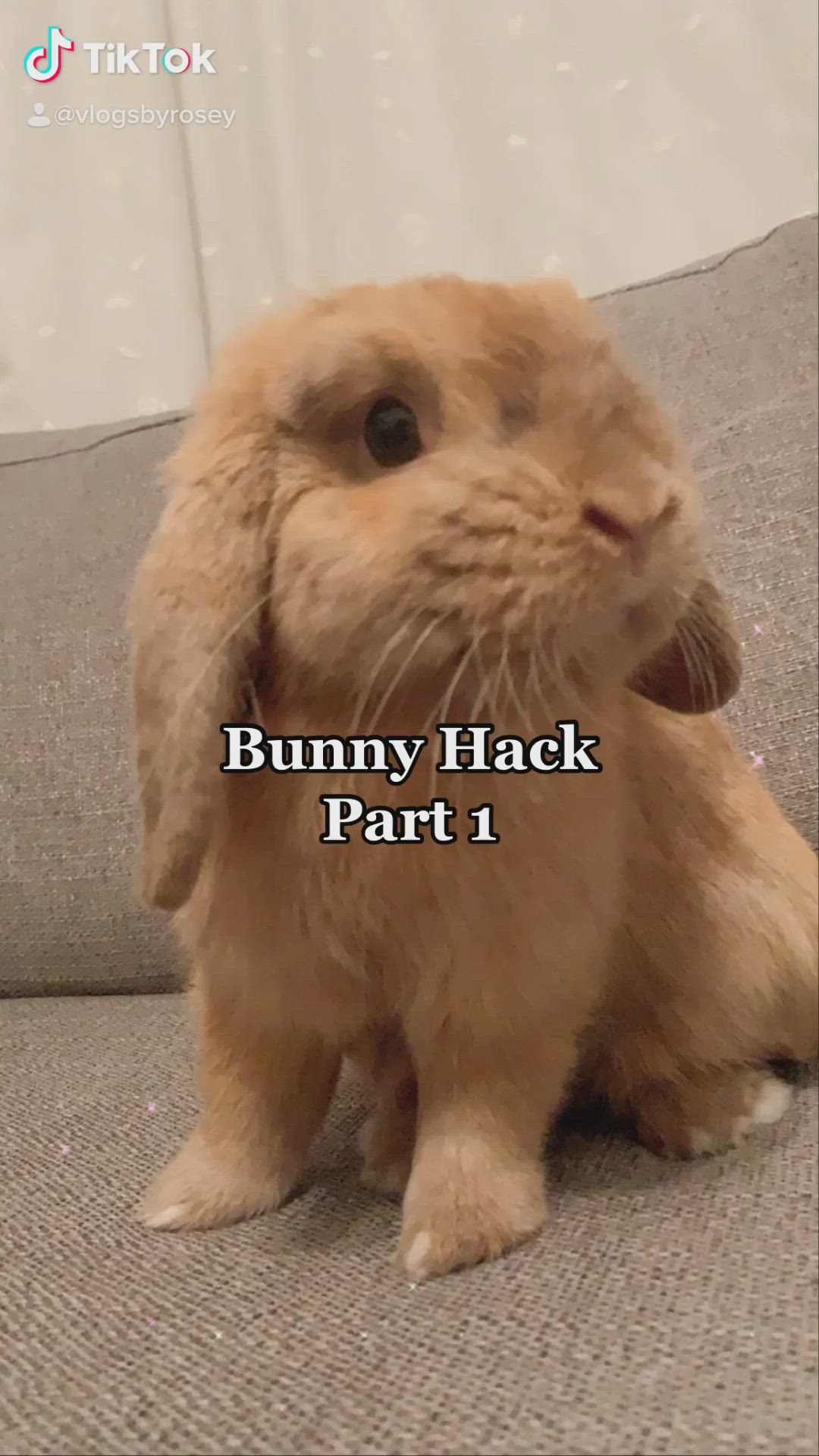 This may contain: a brown bunny sitting on top of a couch next to the words bunny hack part 1