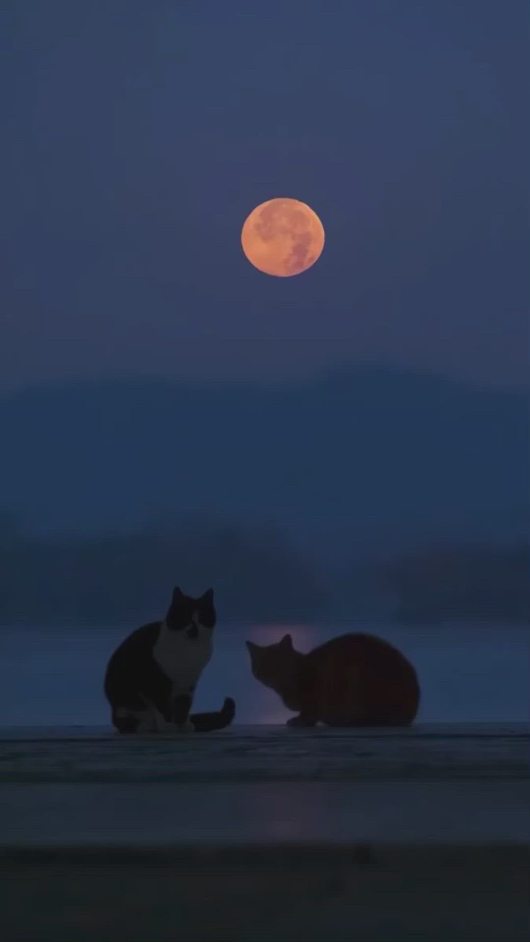 This may contain: two cats sitting in front of the moon