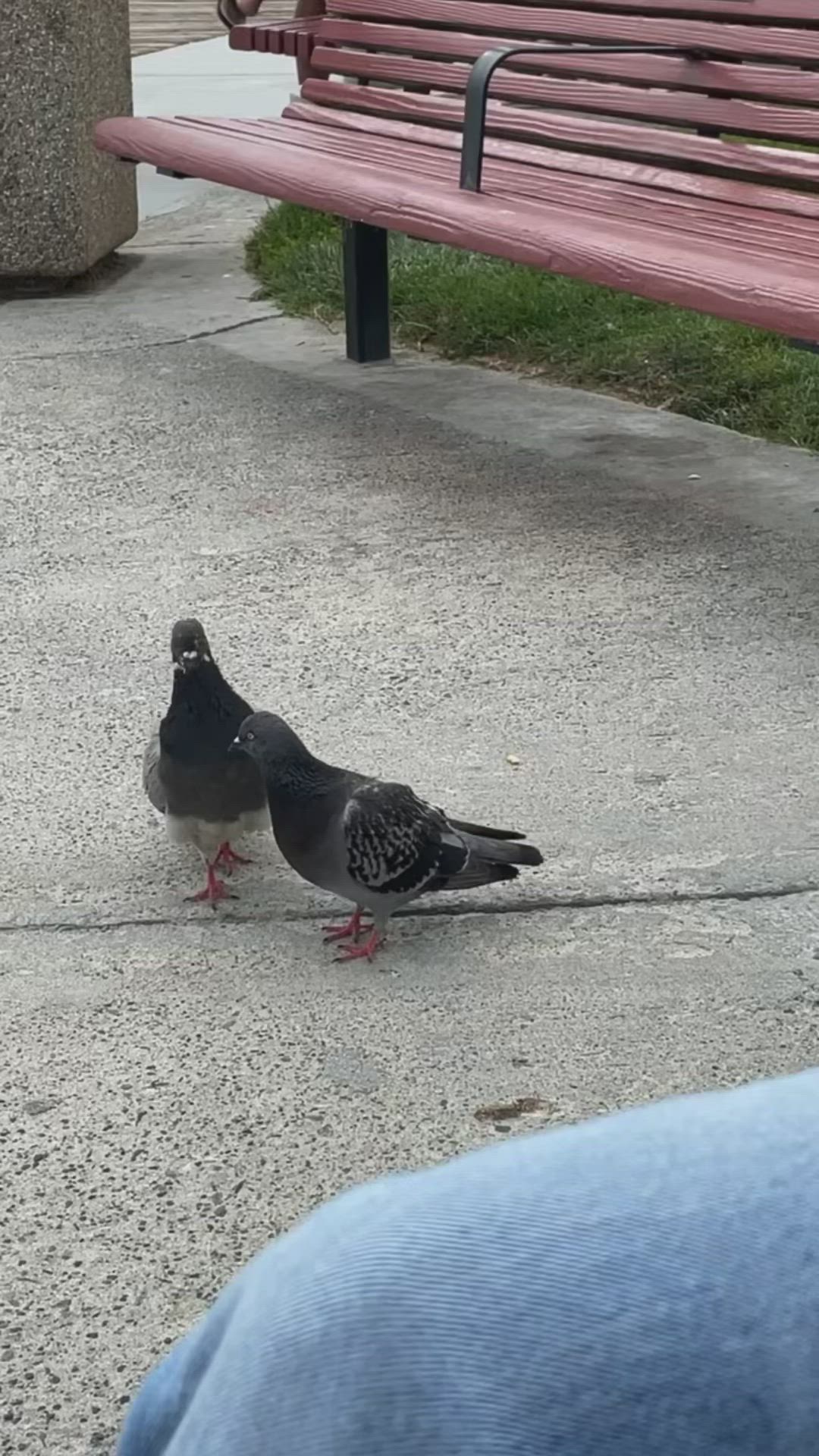 This may contain: two pigeons standing on the ground next to a bench