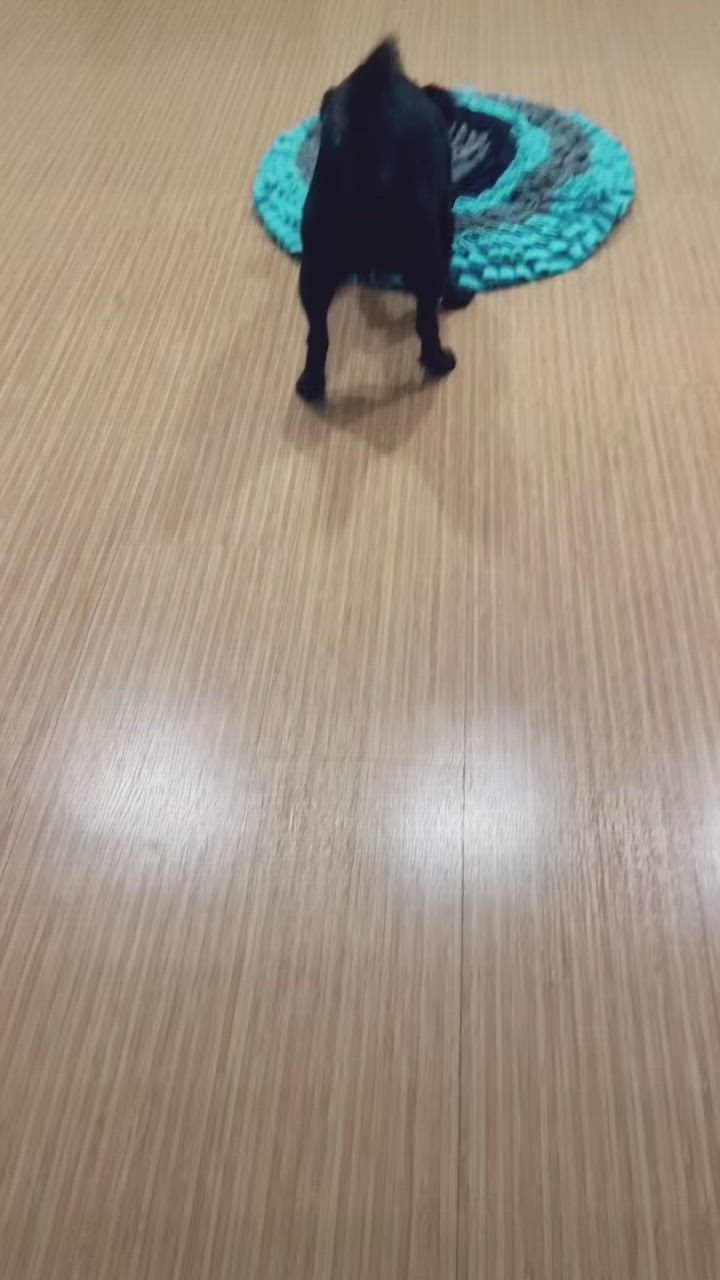 This may contain: a black cat eating out of a blue and gray bowl on top of a wooden floor