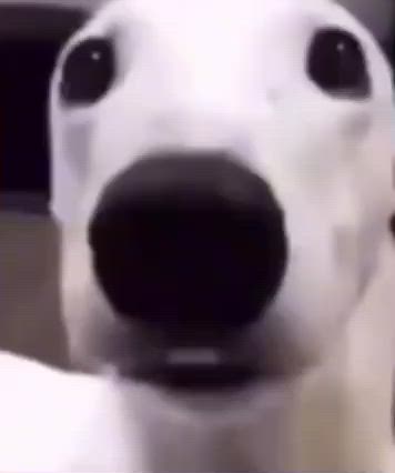 This may contain: a close up of a white dog with black eyes