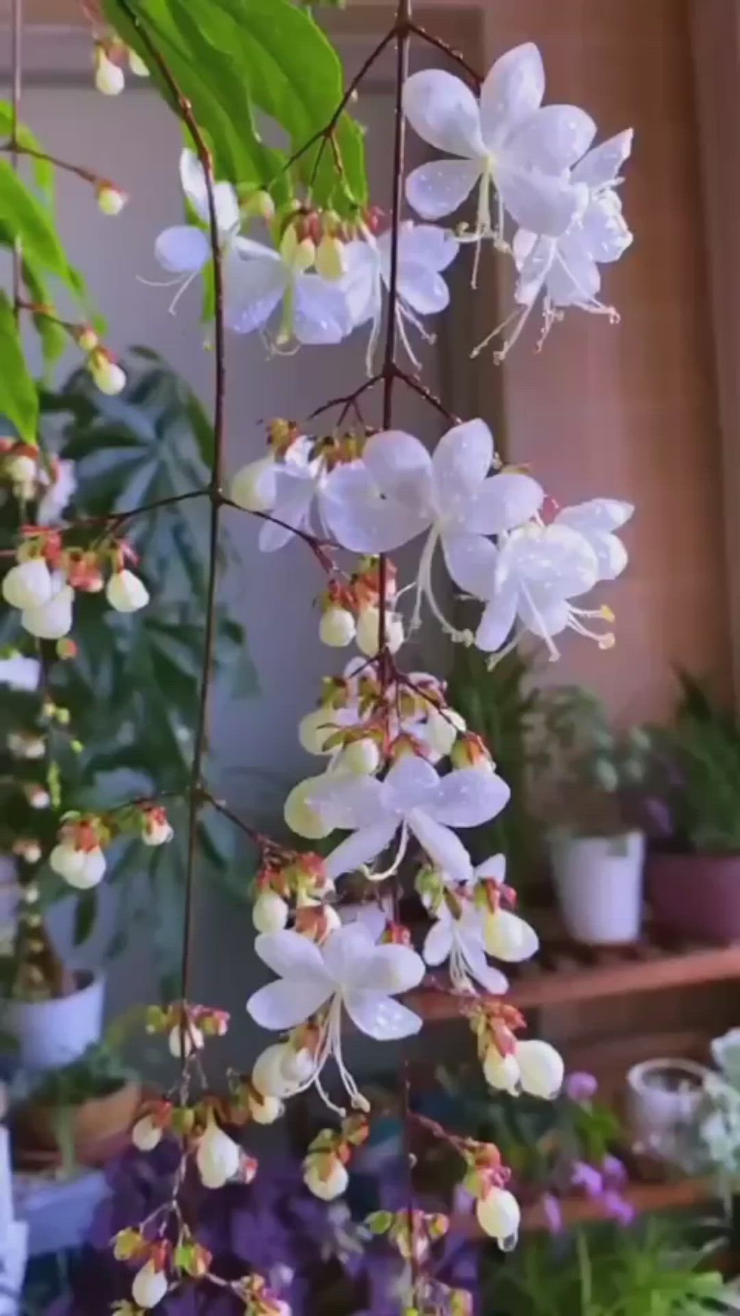 This may contain: some white flowers are hanging from a tree in a room with other plants and potted plants