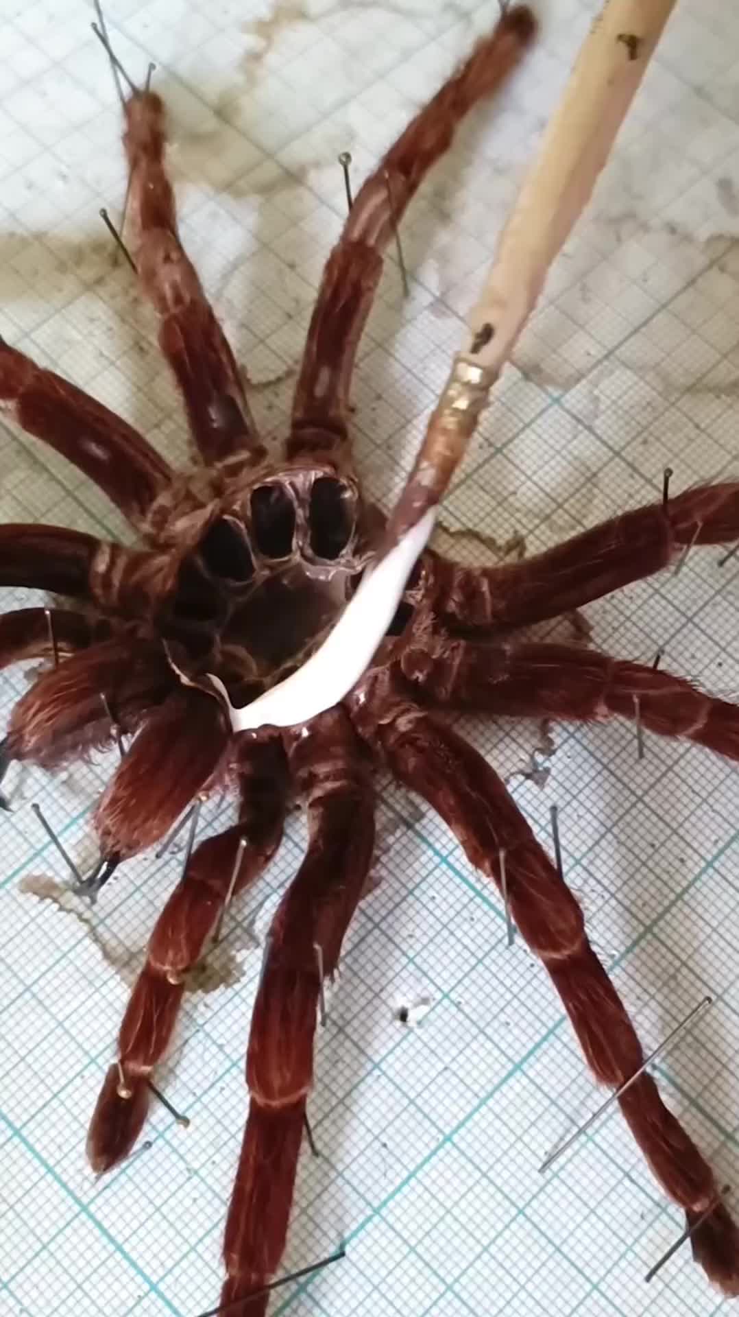 This may contain: a close up of a spider on a plate with a blue stone in the center