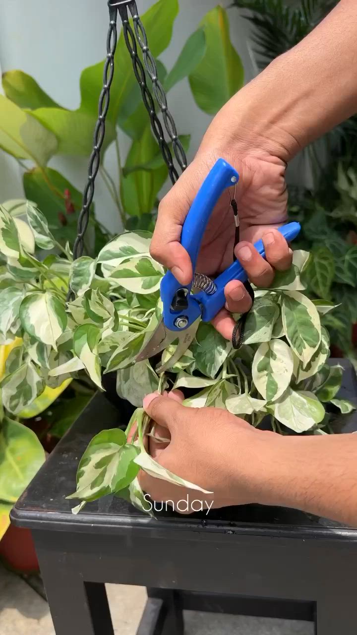 This may contain: a person is cutting up some plants with blue scissor handles on a black table