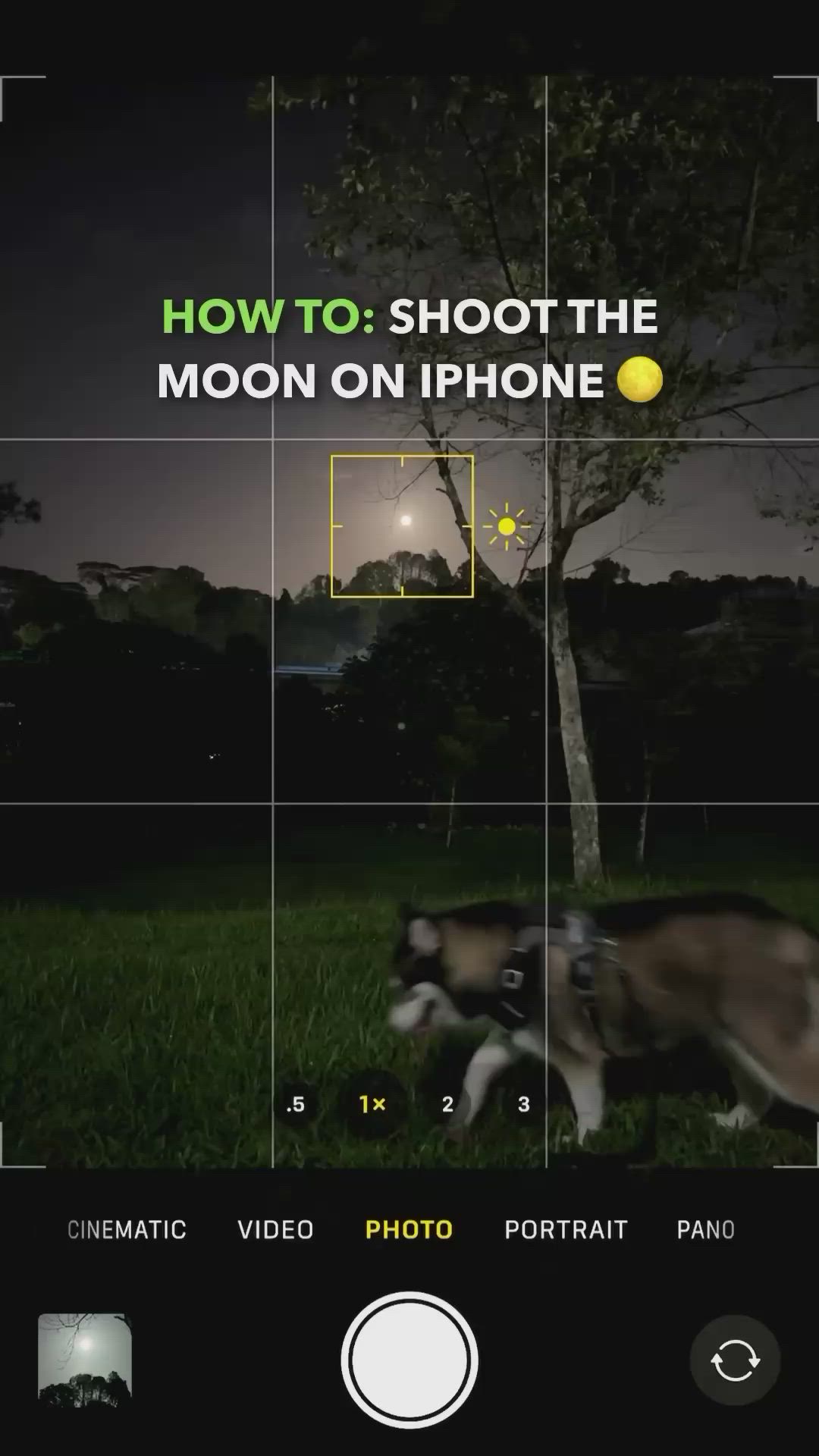 This may contain: a dog is running in the grass at night with its head turned to the camera