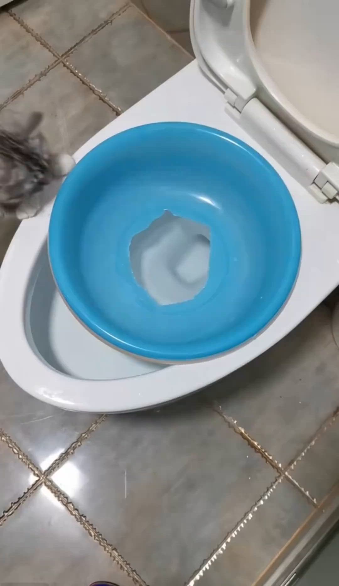 This may contain: a toilet with a blue bowl on the seat