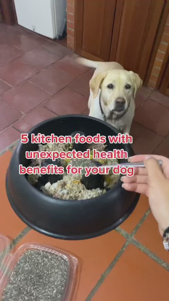 This may contain: a dog eating food out of a bowl on the floor with his owner's hand