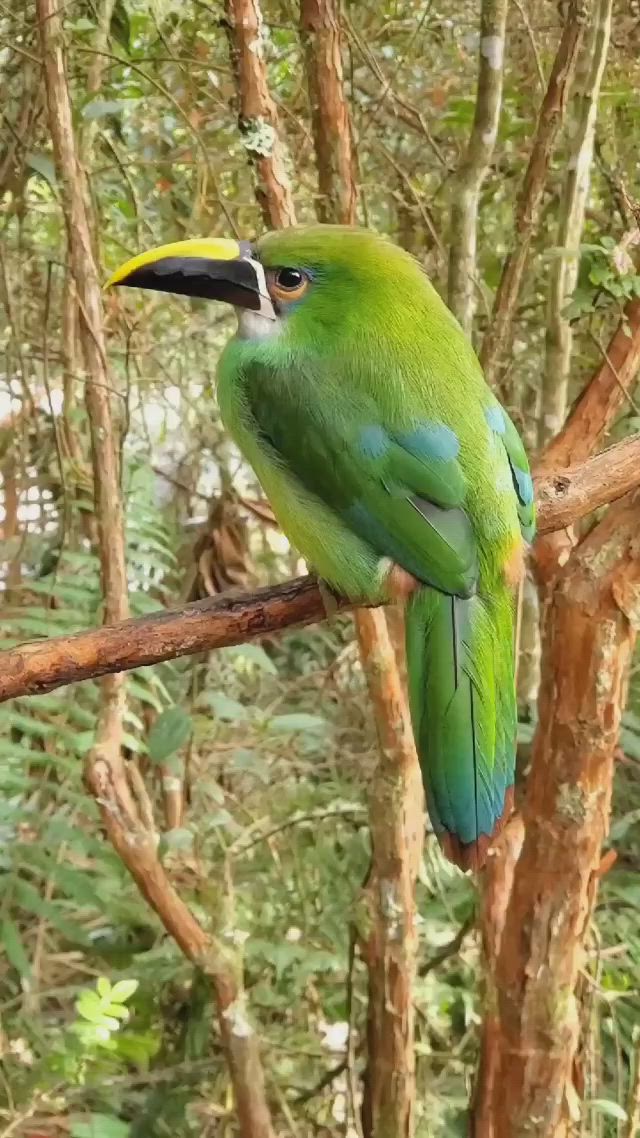 This may contain: a green bird sitting on top of a tree branch