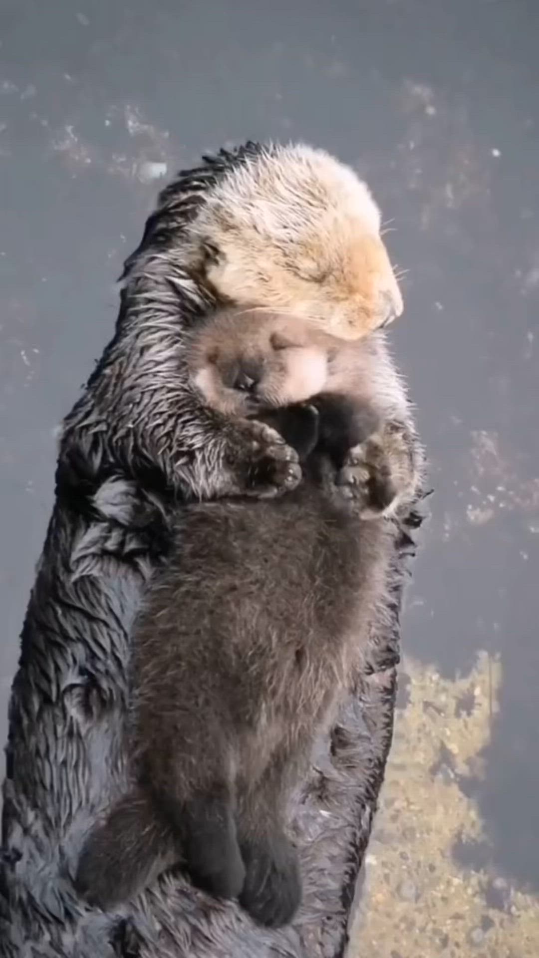 This may contain: two baby otters are playing in the water with their mother, who is holding on to its back