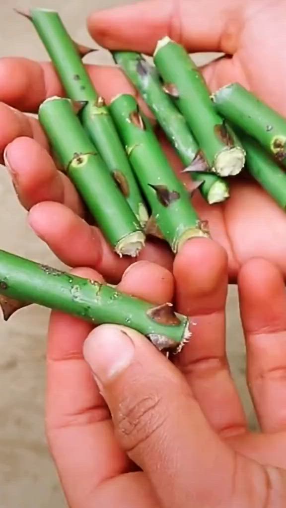 This may contain: several green bamboo sticks sprinkled with water in a blue potted planter