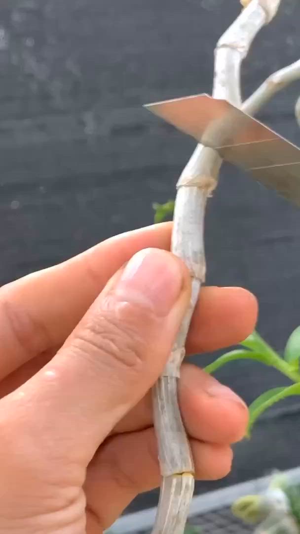 This may contain: a person holding a pair of scissors in front of a small plant with green leaves