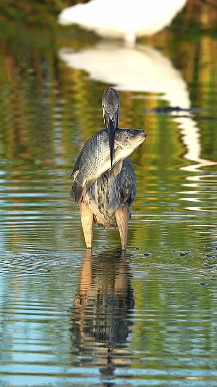 This may contain: two birds standing in the water near each other