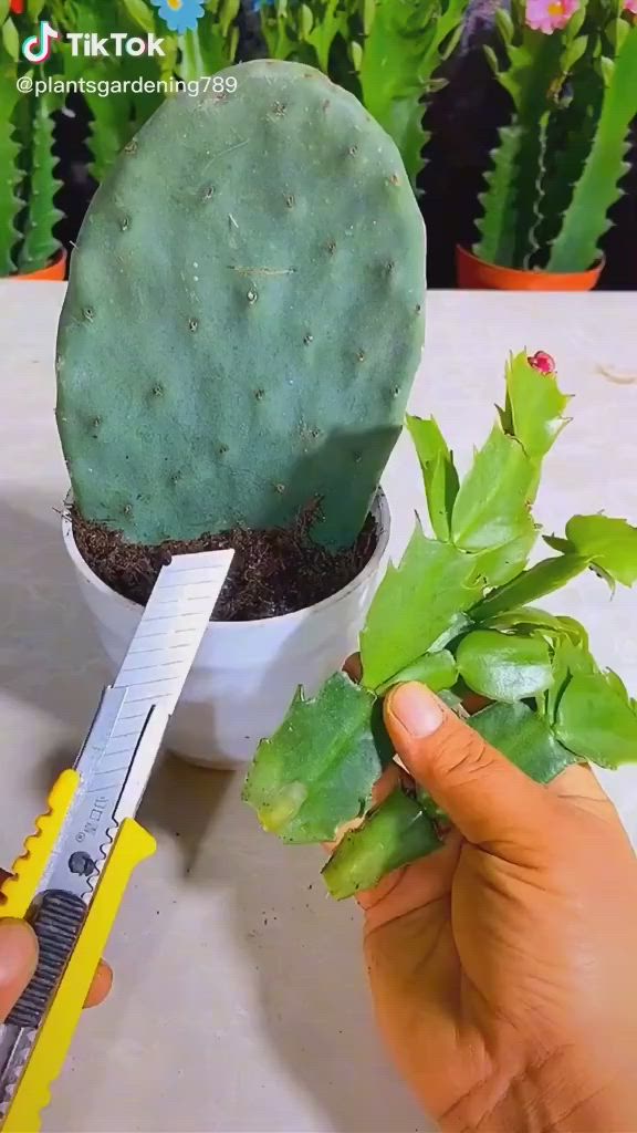 This may contain: a person holding a pair of scissors next to a green cactus in a white pot