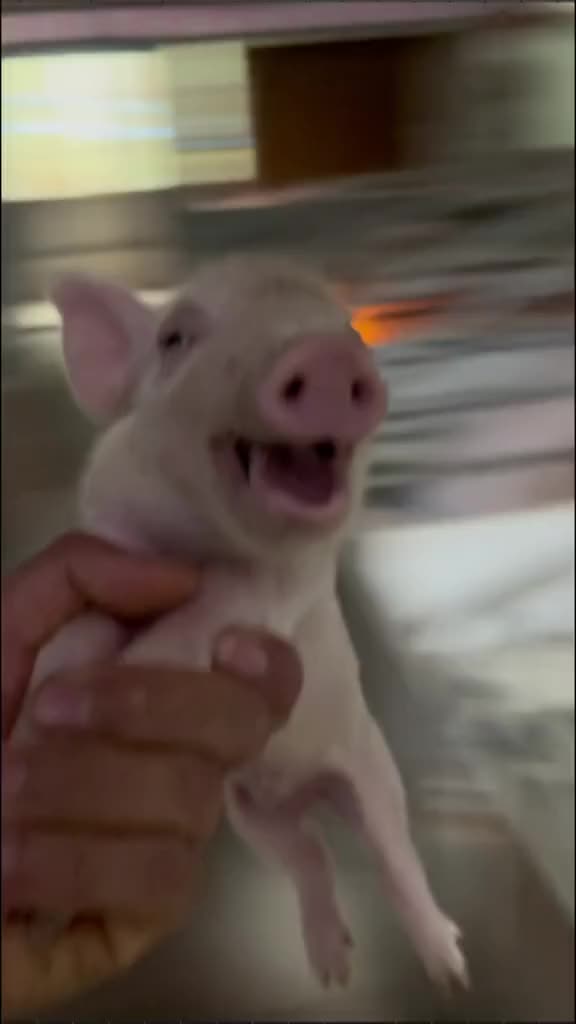 This may contain: a person holding a small pig in their right hand and smiling at the camera, with blurry background