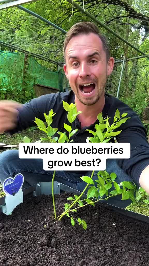 This may contain: a man is holding blueberries in his hand and the words, where do blueberries grow best?