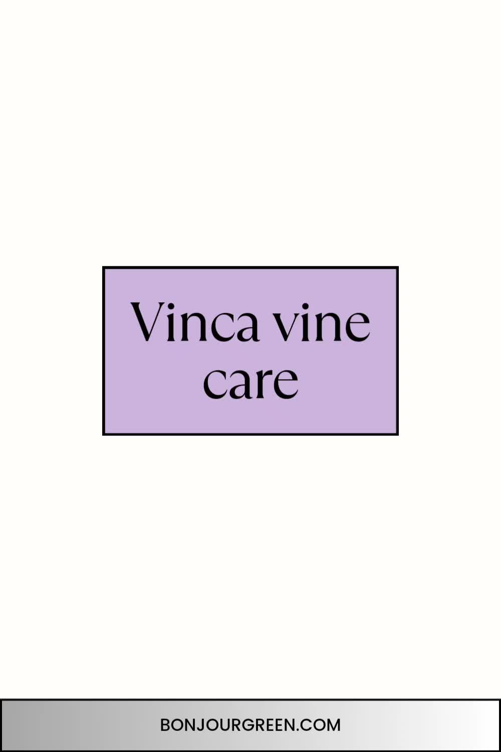 This contains: Vinca vine care