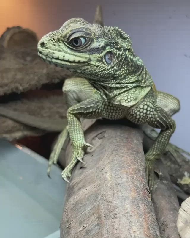 This may contain: a lizard sitting on top of a tree branch