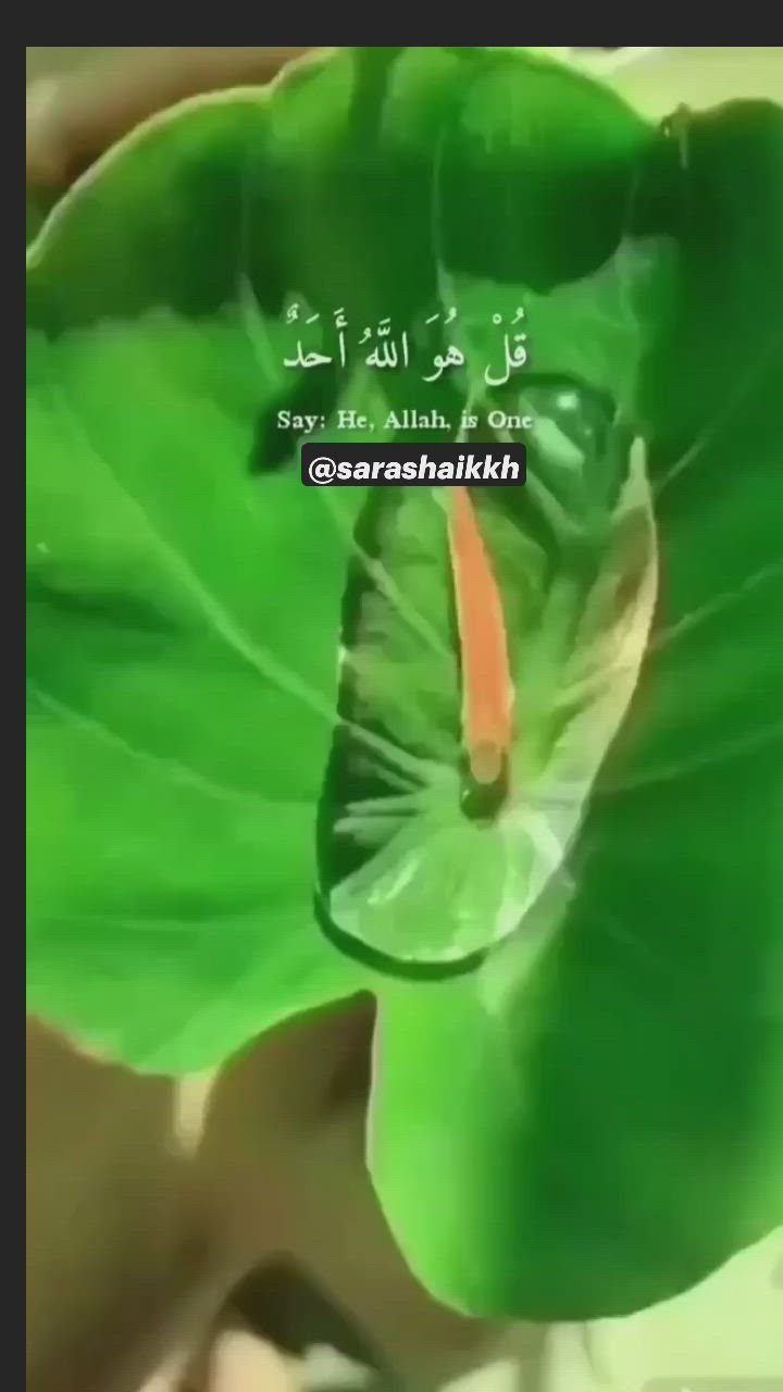 This may contain: a green leaf with arabic writing on it