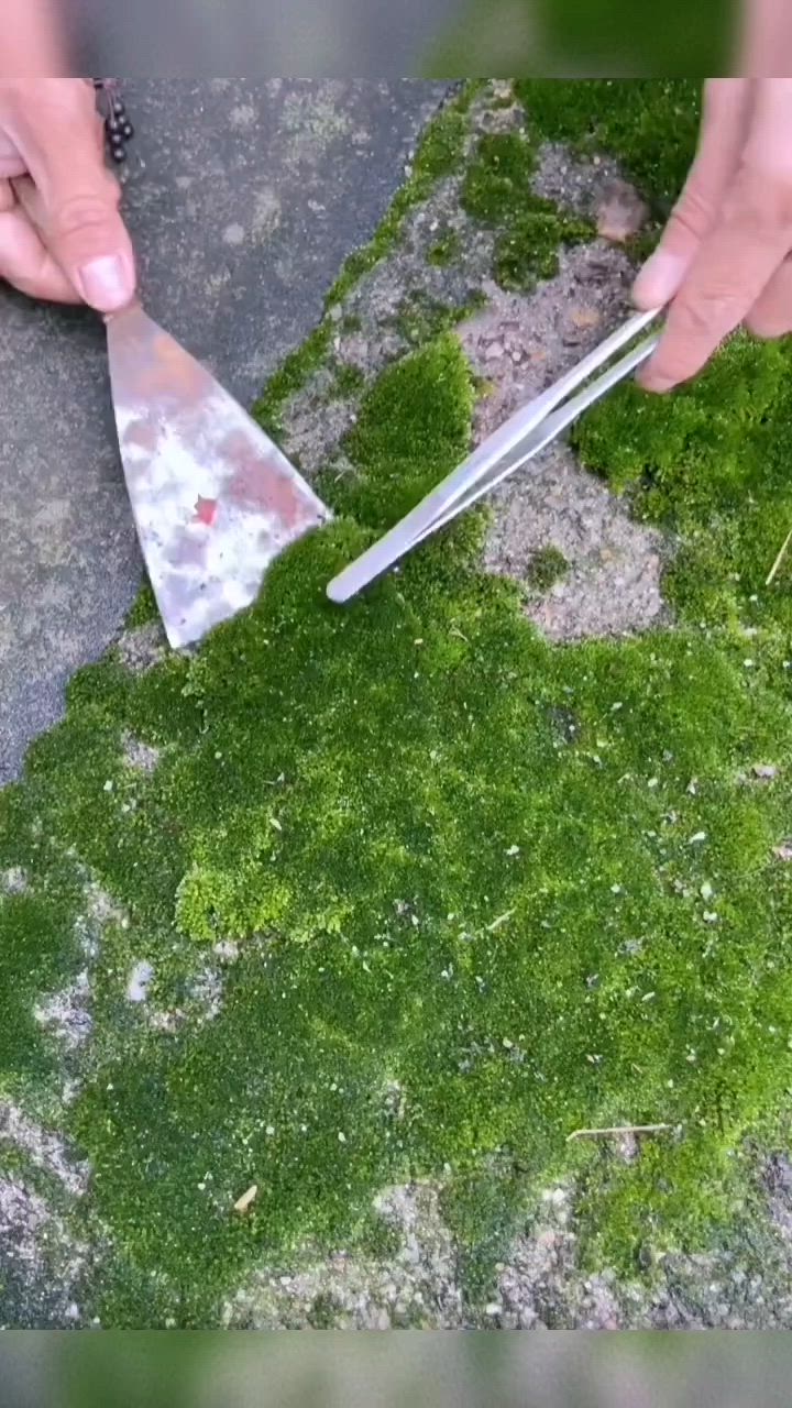 This may contain: a glass with water and plants in it on a wooden tray next to a stone wall